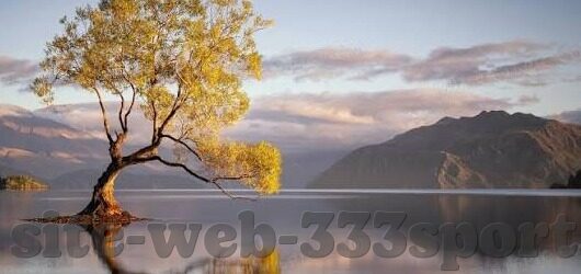 333体育